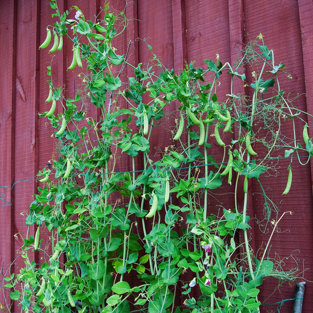 snap peas still producing on vines climbing up a twig trellis against the house