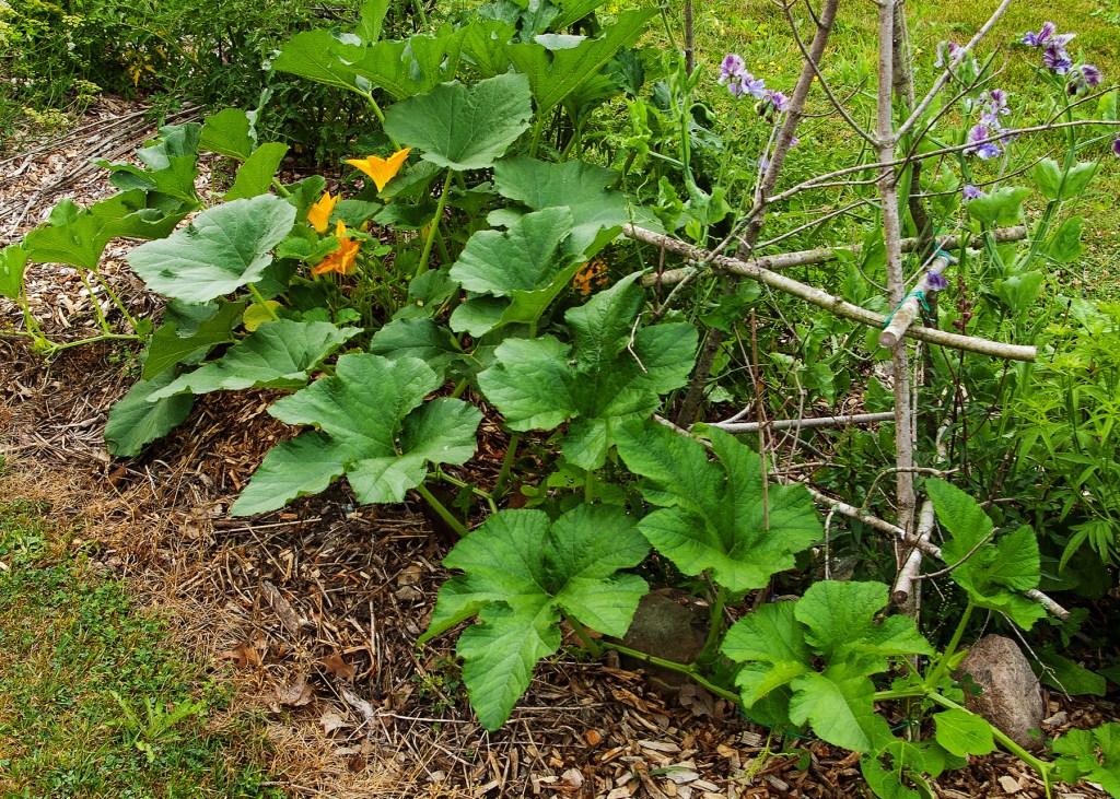 spaghetti squash vine