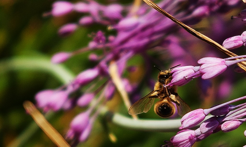 Honey bee at the tip of an Allium carinatum - purple keeled garlic - flower