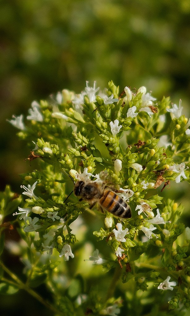 Honey bee of oregano flowers