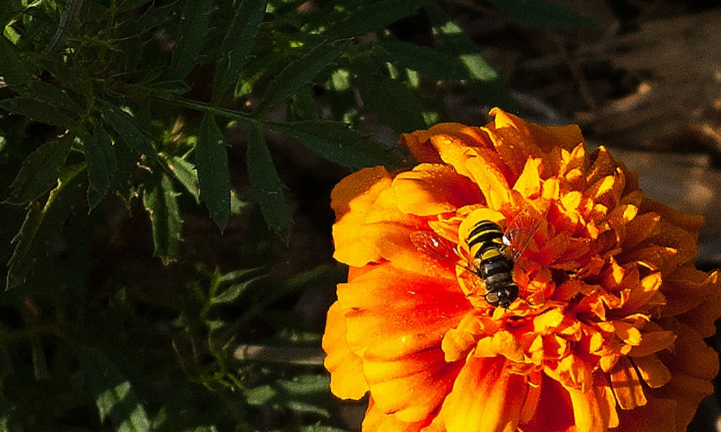 Honey bee of orange marigold