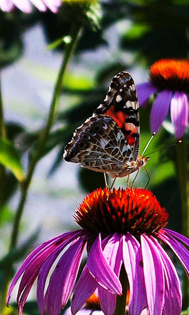 Painted Lady butterfly on purple Echinacea