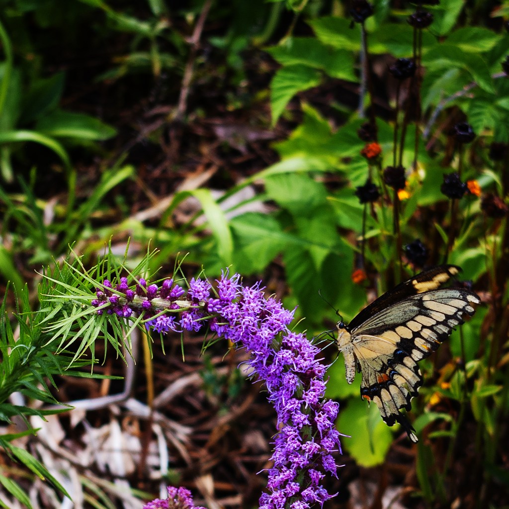 Same swallowtail butterfly on purple Liatris - side view  
