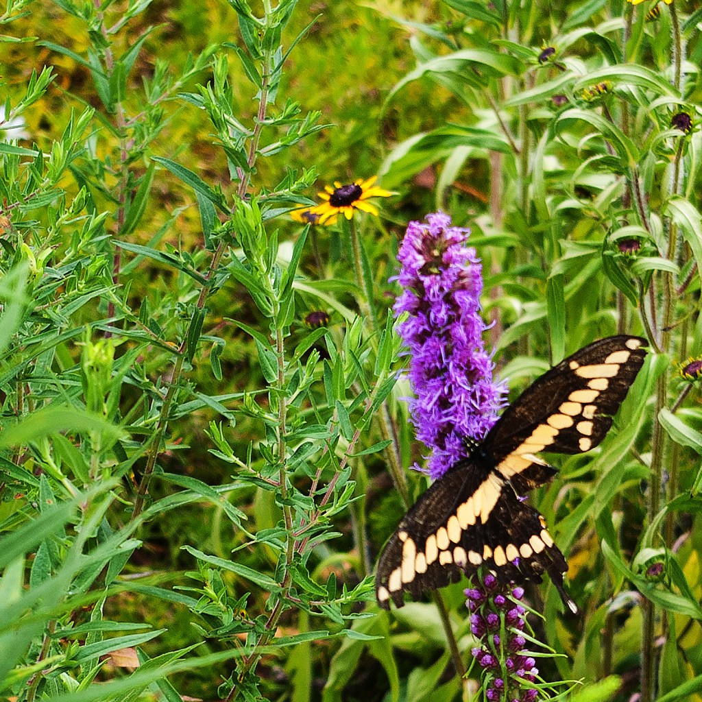 Swallowtail butterfly on purple Liatris - butterfly has the bottom half of the right wing missing
