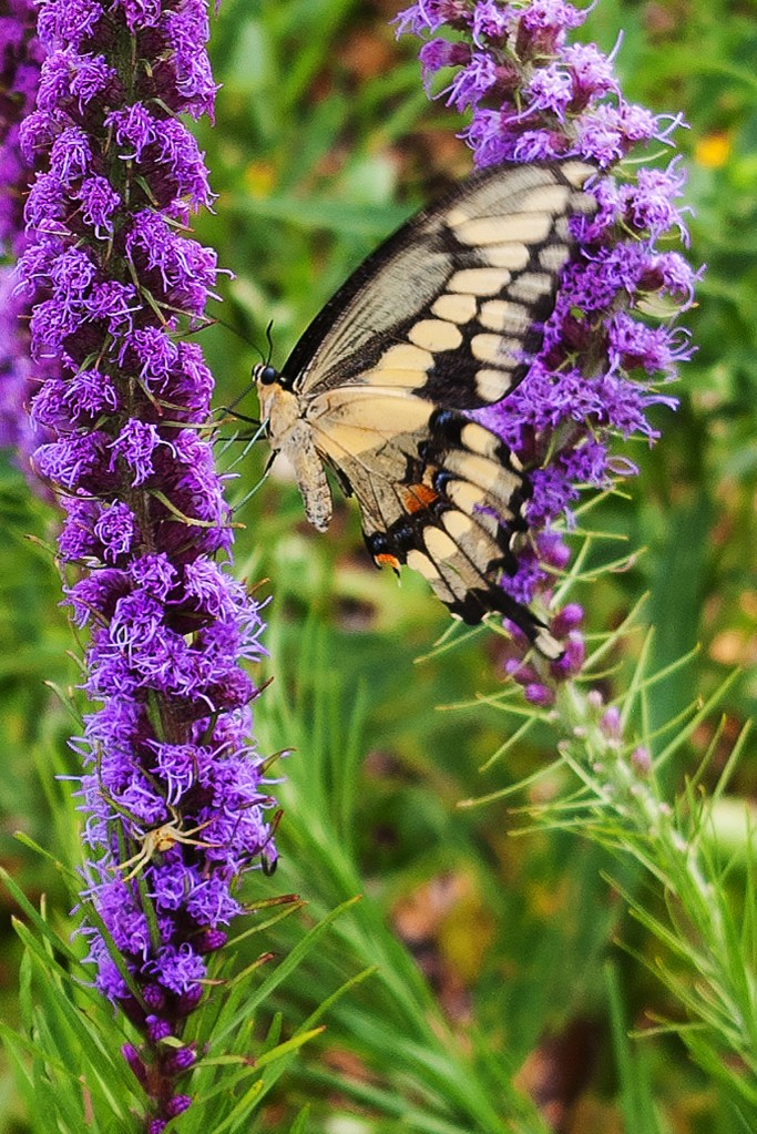 Same swallowtail butterfly on purple Liatris - cloer up, side view, a small spider on the Liatris!