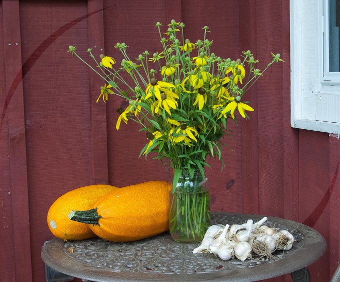 jar of yellow Prairie Cone flowers on a patio table; garlic and squash also on the table