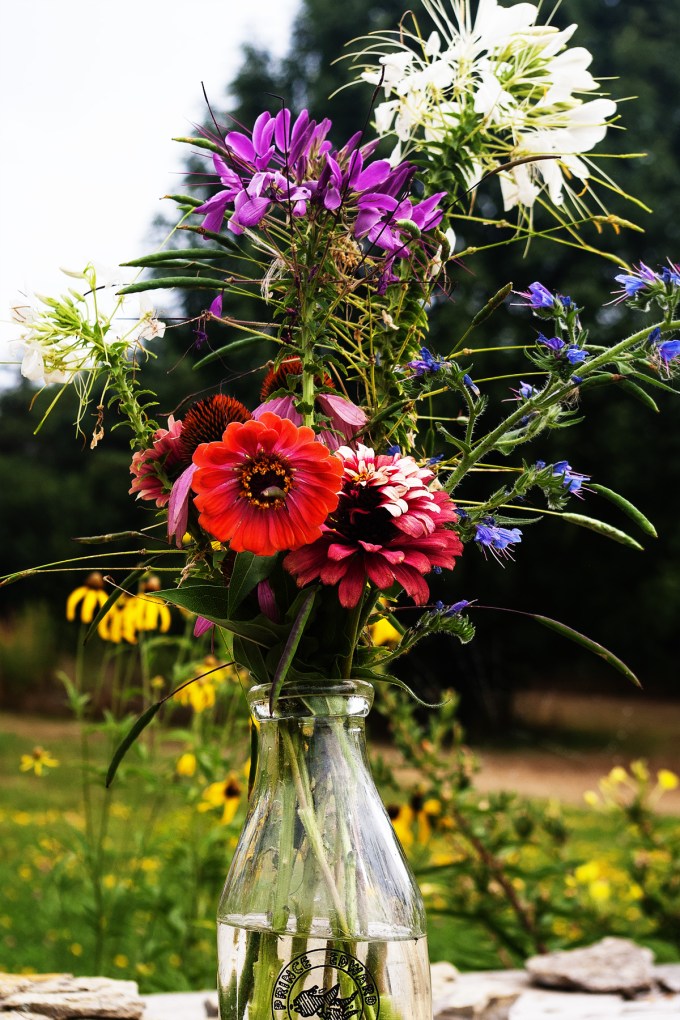 milk jug, outside,  full of flowers