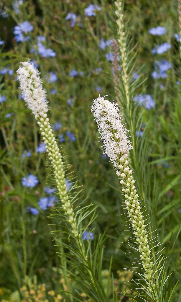 two white Liatris flowers stalks in the garden with blue Chicory blooms in the fuzzy background