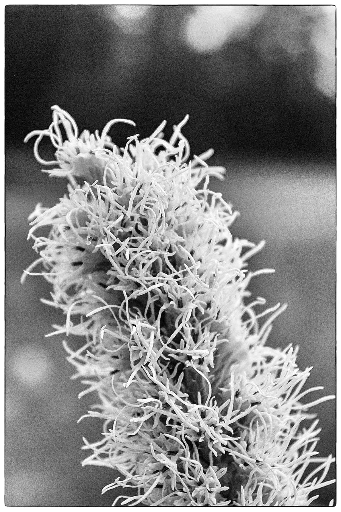 close up, in black and whote, of the tip of the white Liatris flower