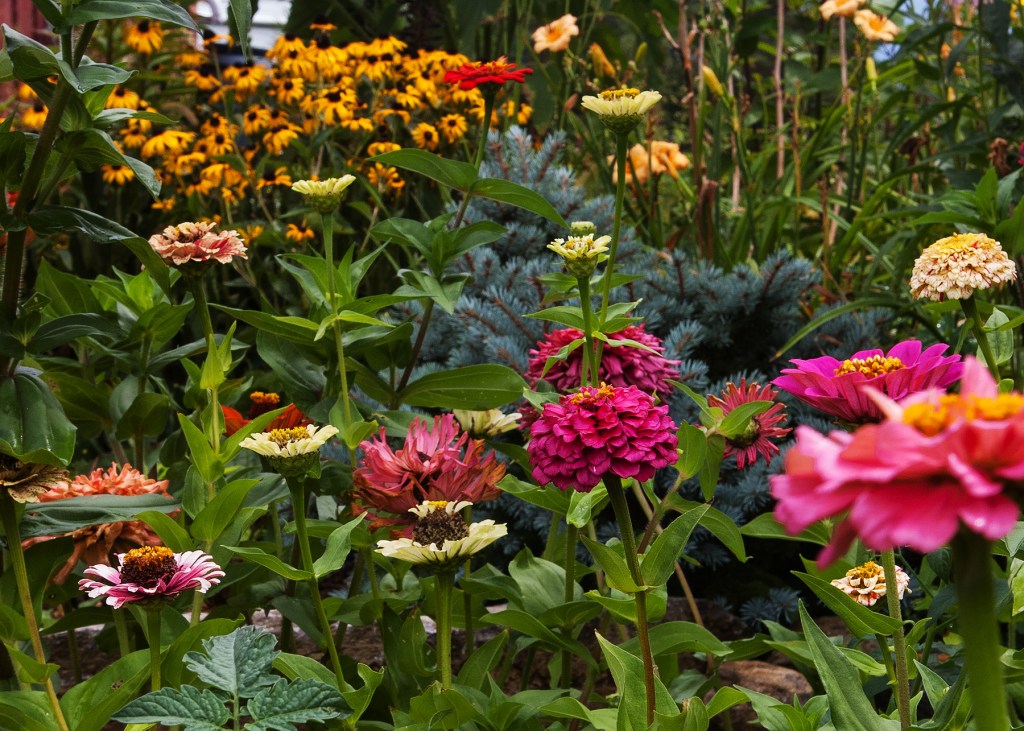 Zinnia bed