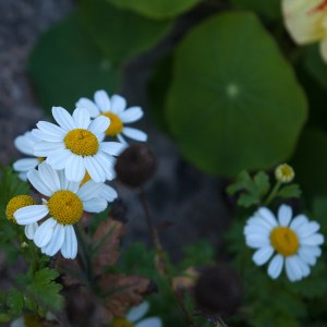 white flowered chamomile 