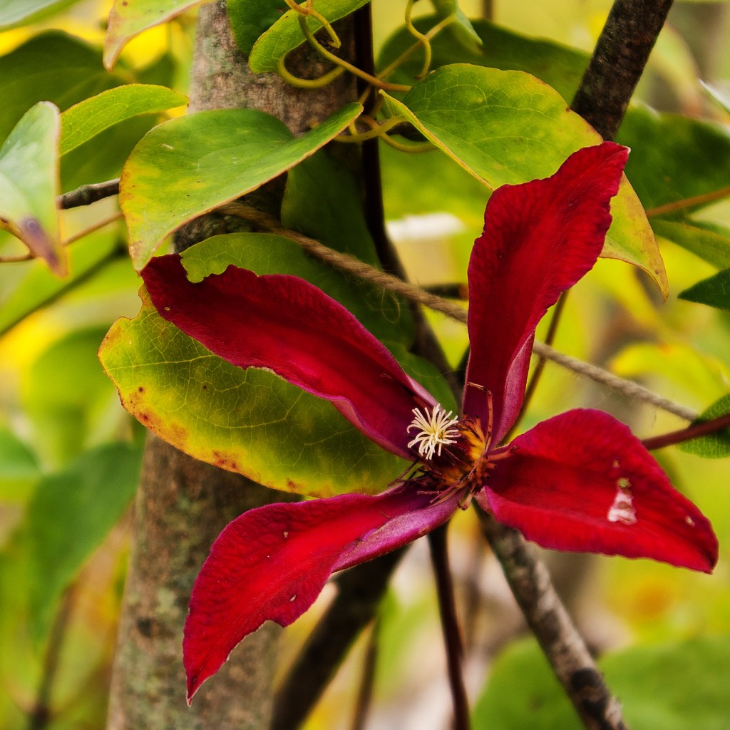 Deep red Clematis texensis 'Gravetye Beauty'
