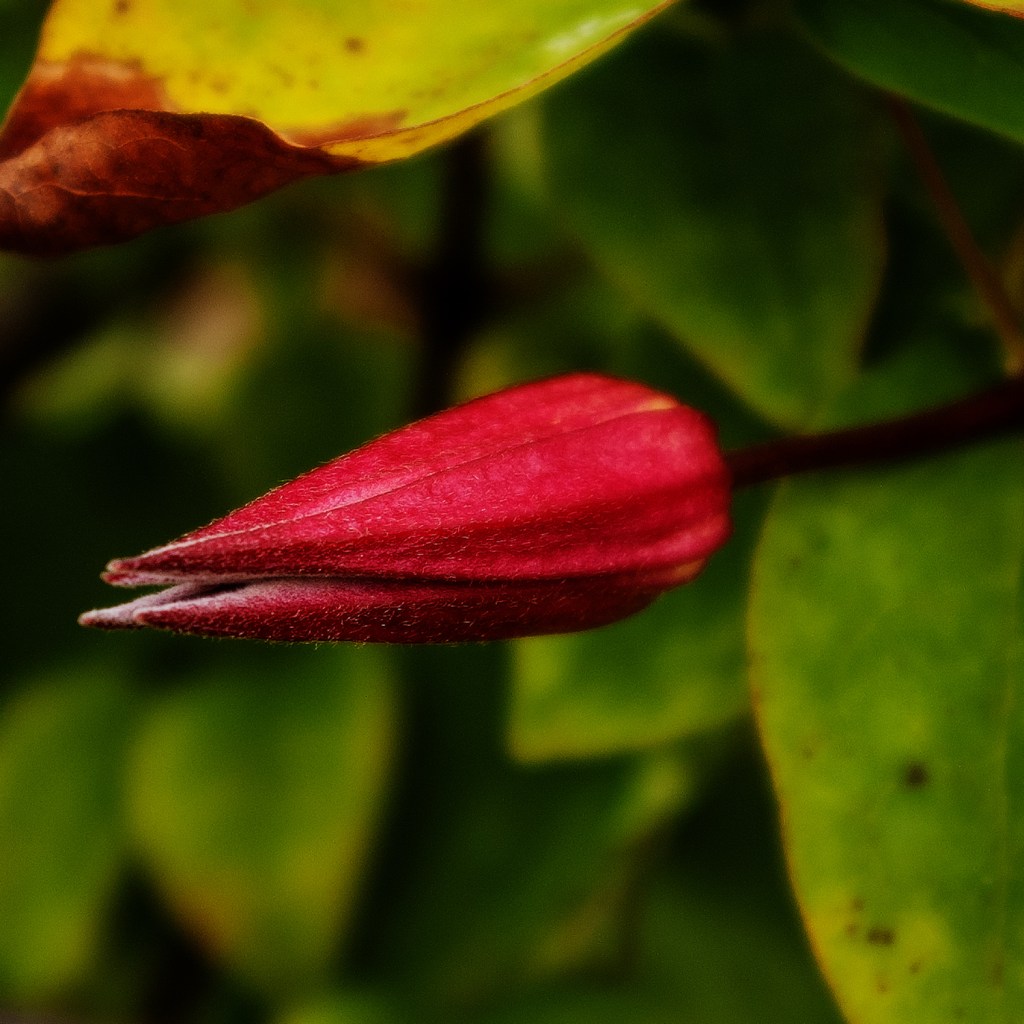 Deep red Clematis texensis 'Gravetye Beauty' flower bud