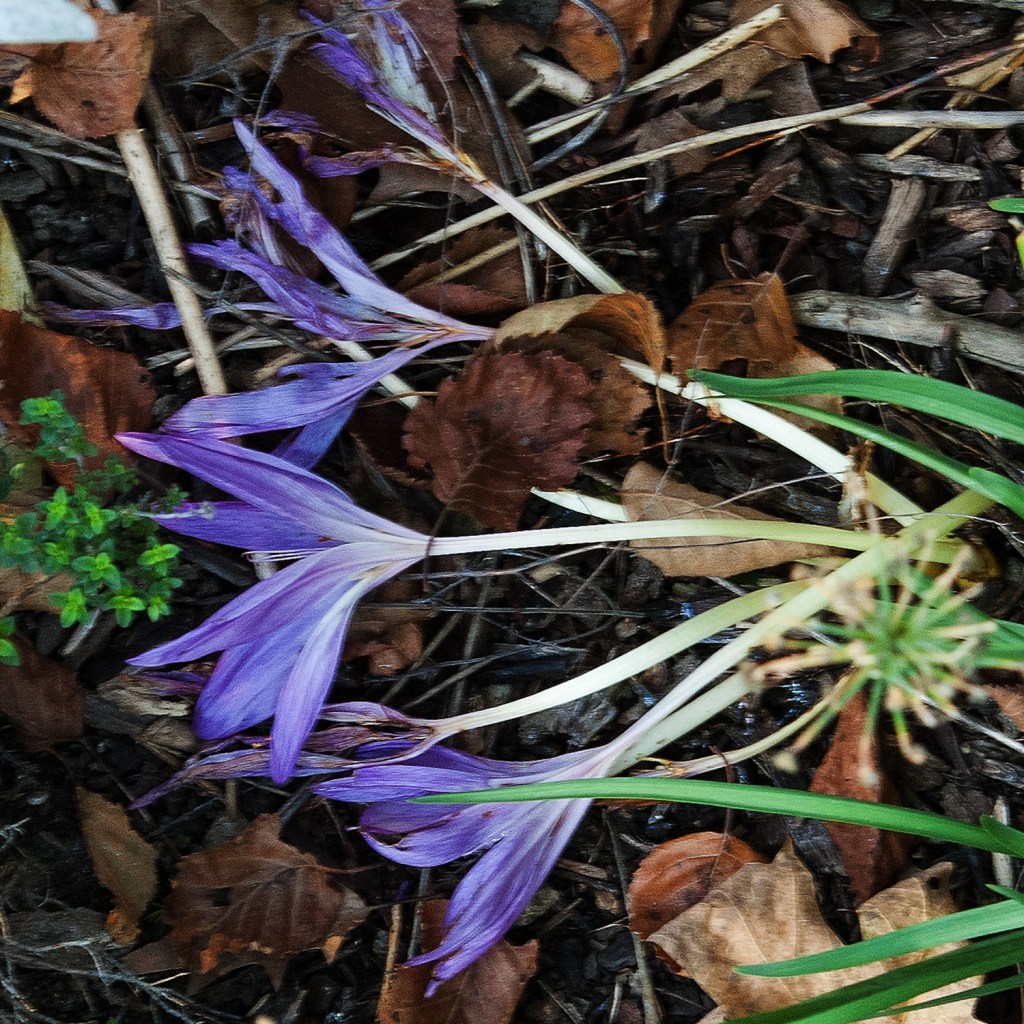 Purple Colchicum flowers, lying on the ground, in their final days...