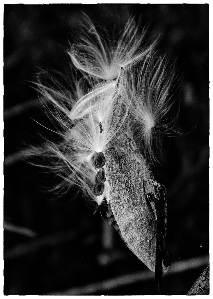 black and white photo of a milkweed flower starting to go to seed - the dark seeds attached to silky white threads that will rise with the wind to start another plant somewhere