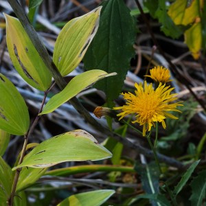 Yellow sow thistle flower