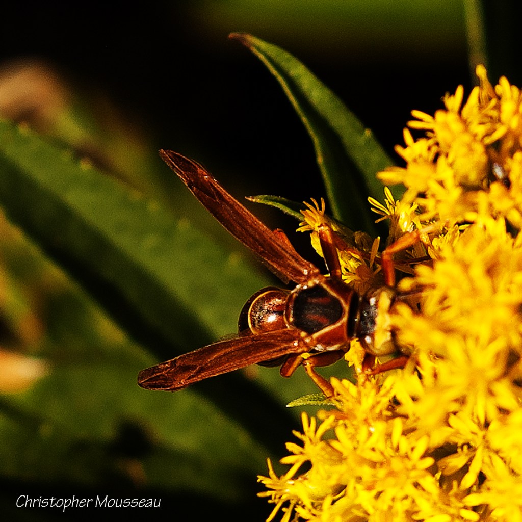 Wasp with head buried in Goldenrod flowers