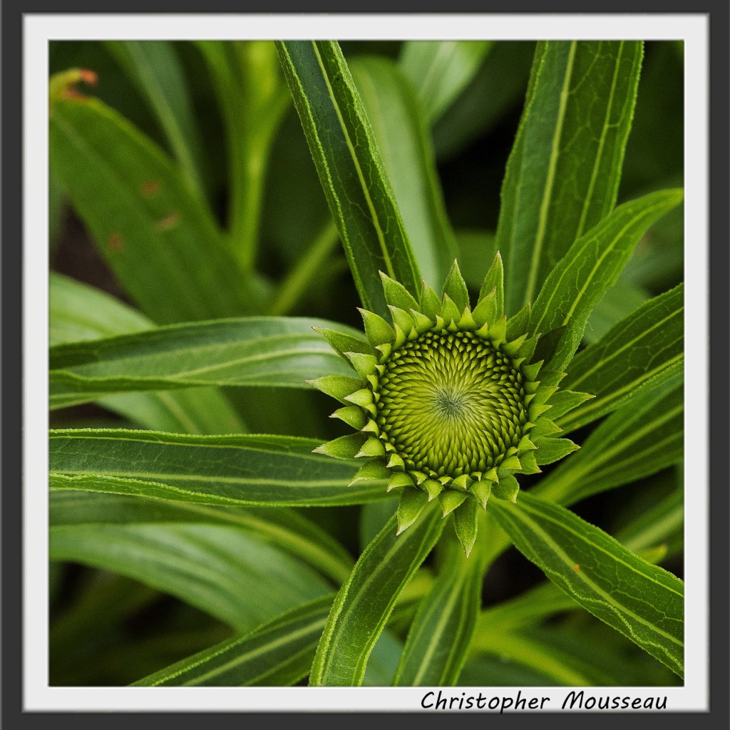 green, interesting flower bud of this new conewflower