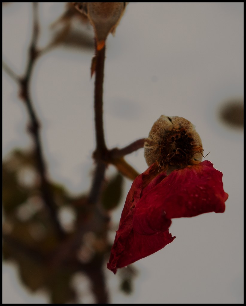 two red rose petals clinging to a bud;snow in background 