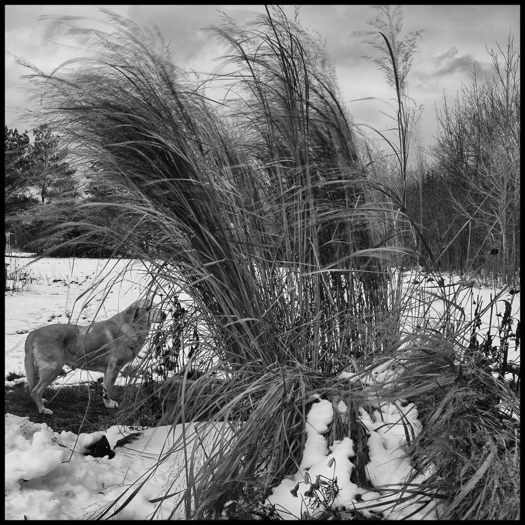 black and white photo of yellow Labrador retriever standing beside stand of very tall ornamental grass, ha;f flattened by snow, blowing in the wind