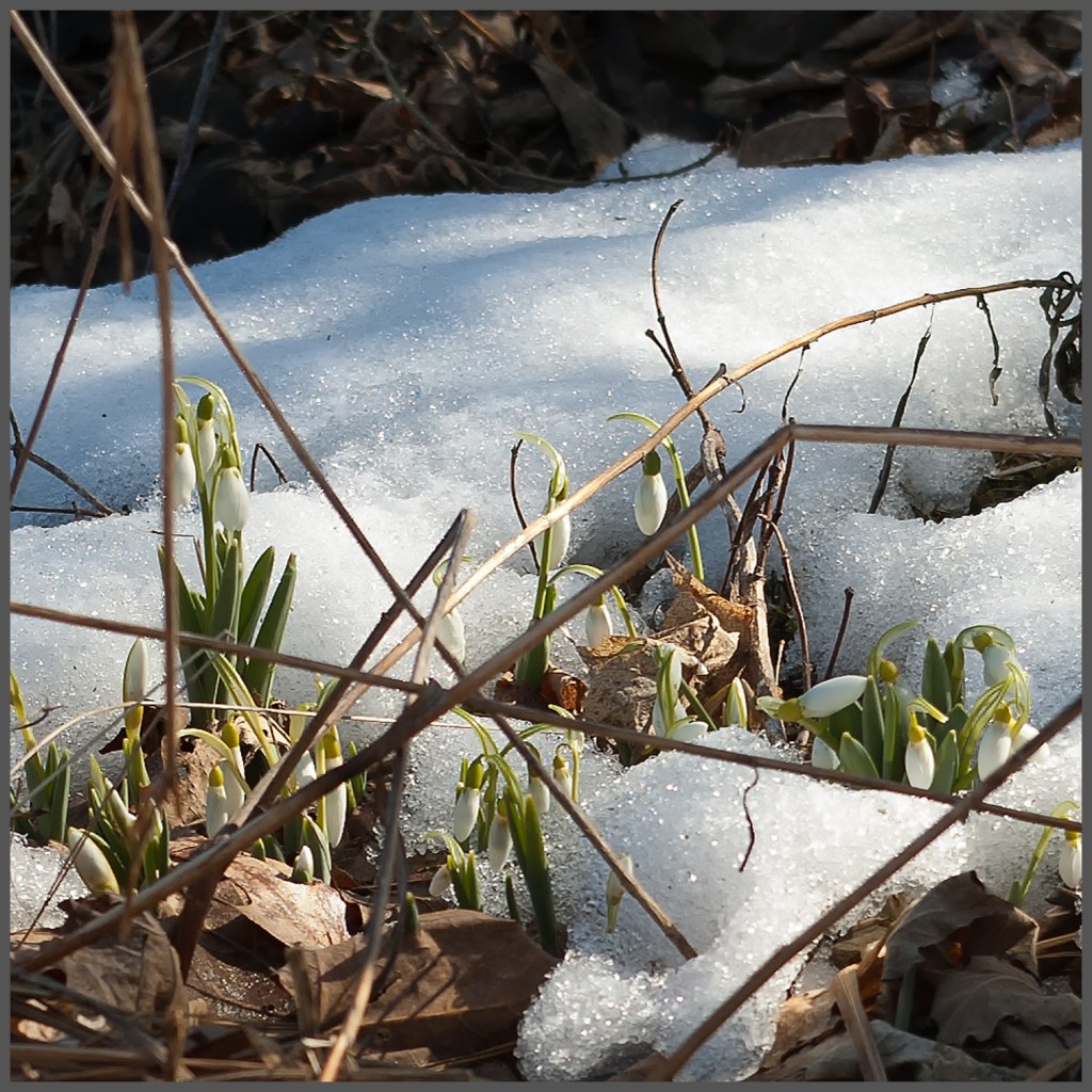 Snowdrops blooming in the snow