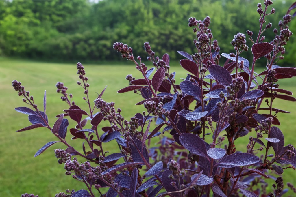 photo of Royal Purple Smoke Tree covered in flower buds