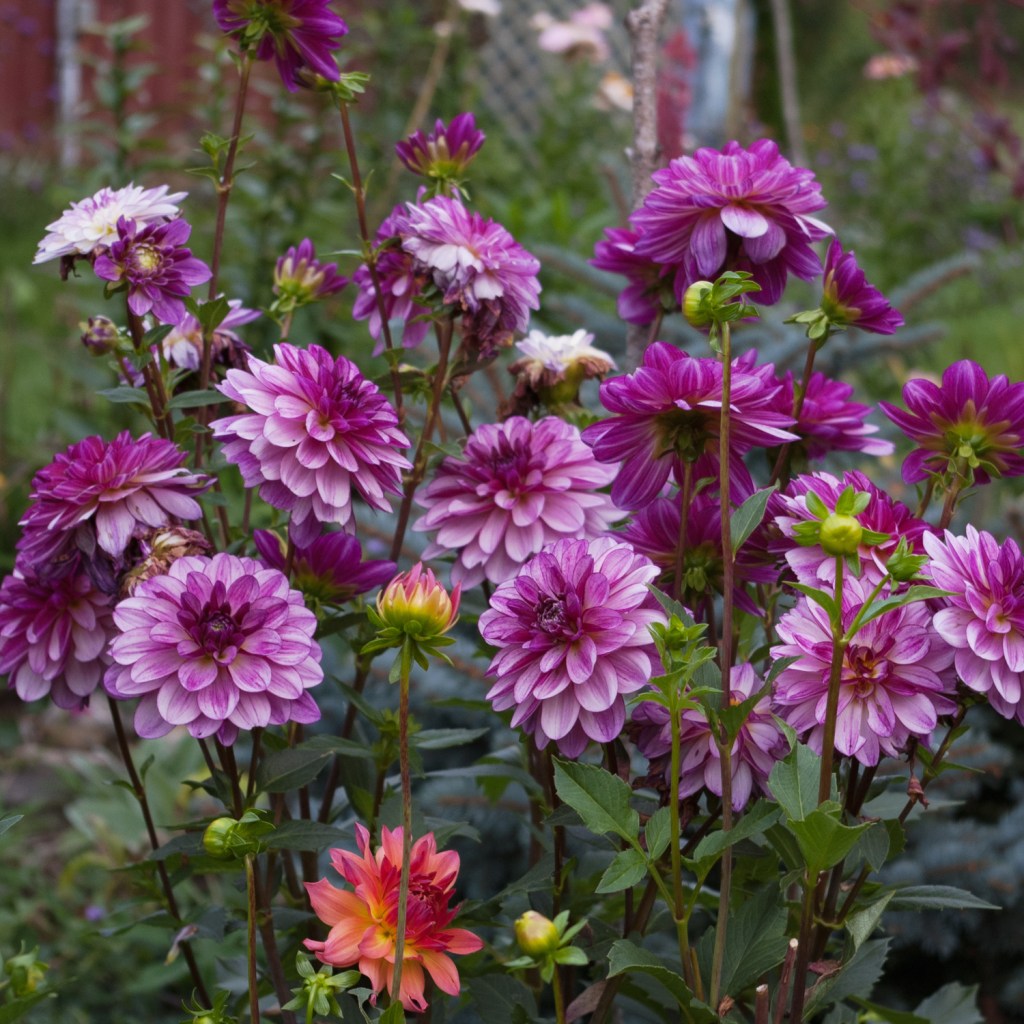 Dahlia 'Secudtion' growing in the garden