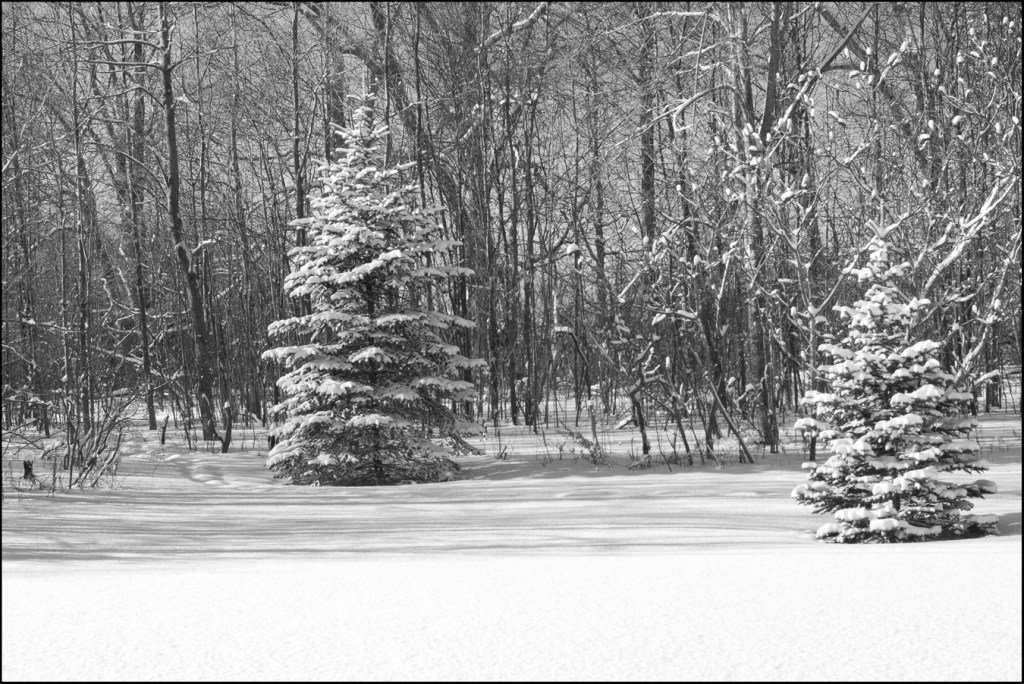 Black and white photo of two smallish blue spruce trees, branches covered in snow, in the morning sunlight.