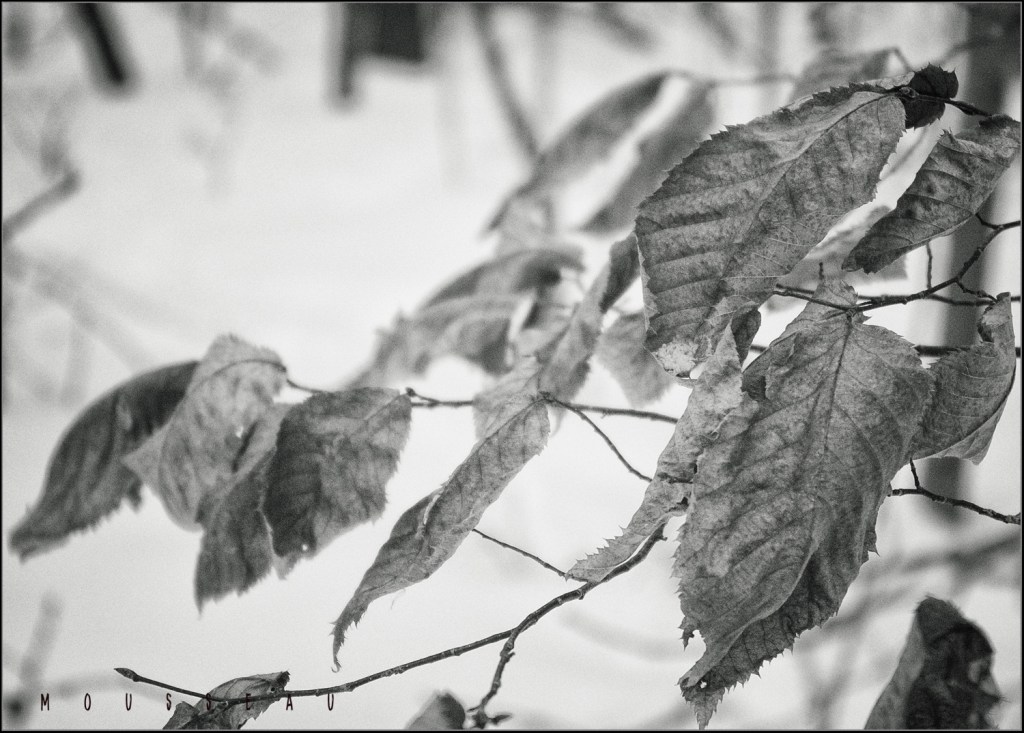 Black and white photo of dry tree leaves still clinging to a branch - Ironwood, Ostrya virginiana, also known as Hop Hornbeam