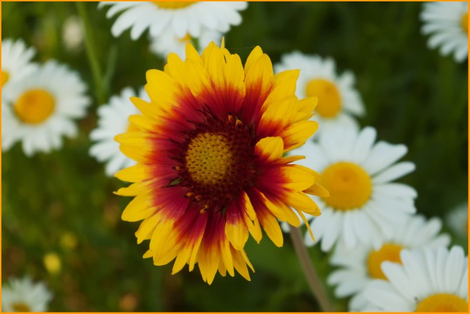 A yellow and orange Blanket Flower in front of some pure white Ox Eye daisies