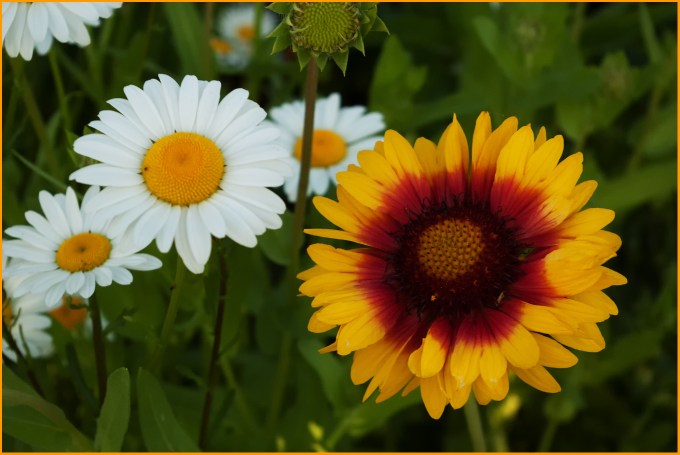 A yellow and orange Blanket Flower in front of some pure white Ox Eye daisies