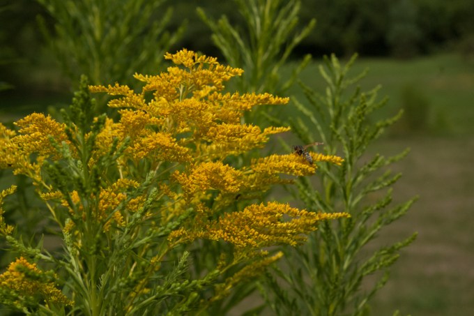 Photo of a large goldenrod in bloom - yellow-gold flower