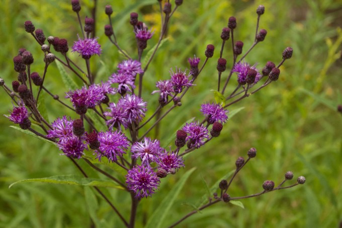 Ironweed is a tall native flower with umbels of deep purple flowers at the top of the stalk.