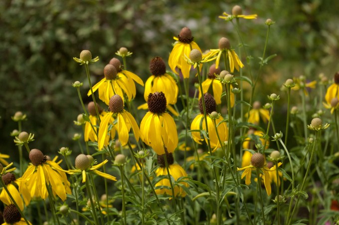 This flower looks like a very tall (four feet or so) Black Eyed Susan - stalks bear several flowers, they're very skinny stalks that sway beautifully in a breeze