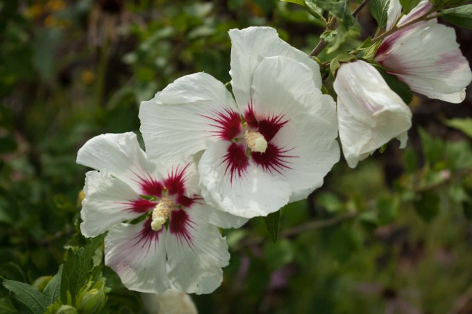 A cluster of Rose of Sharon flowers, white with a burgundy centre