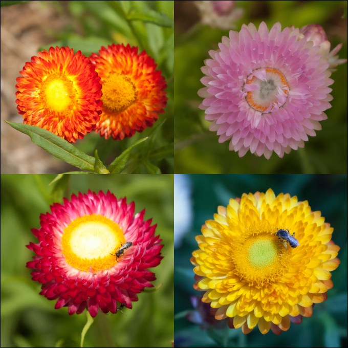 Collage of four different Strawflowers - orange, rose, yellow and red.  Small bees are collecting nectar (or pollen) on the yellow and red one.