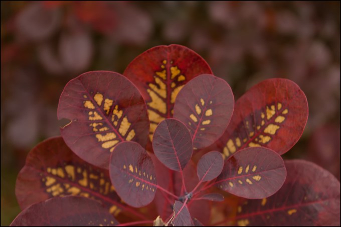 Image of Purple Smoke Tree leaves with yellow patterns on them in the autumn.