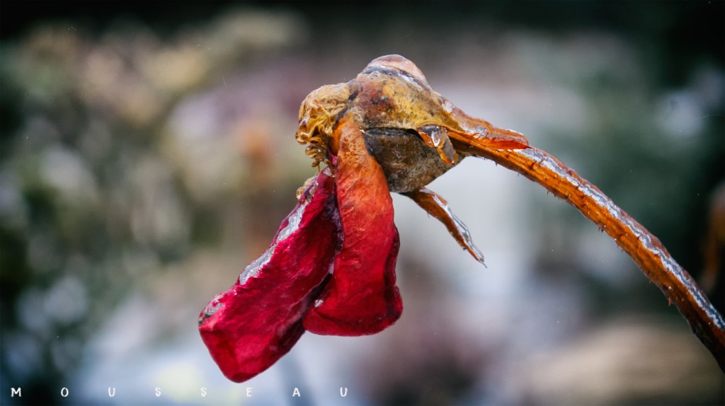 Red rose in winter, just the bud with a few withered petals, encrusted in a thin coating of ice following an ice storm