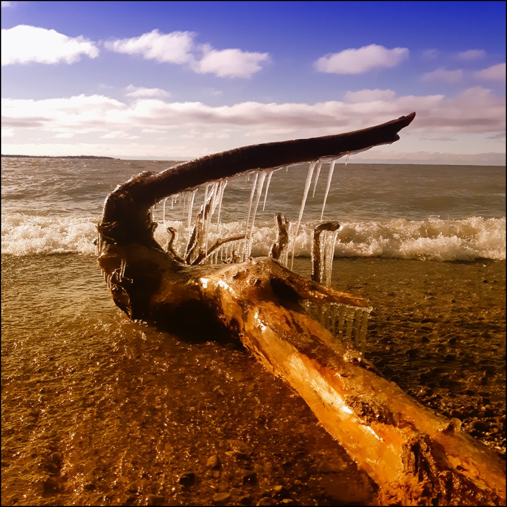 Driftwood with icicles on the shores of Lake Ontario in winter