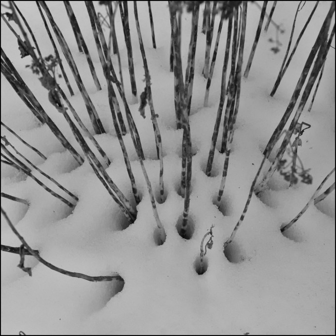 Black and white image of holes in the snow, created when snow melts where Sedum spectabile stalks meet the snow