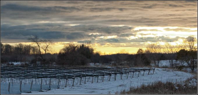 A vineyard in winter, vines covered in a geotextile to protect them from cold temperatures;  a blanket of snow on the ground; setting sun peaking through low clouds