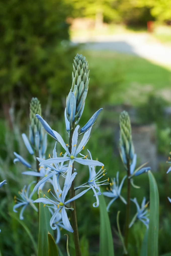 image of a Camassia - a bulb that flowers in mid to late spring, - it is a spike with pale blue star like flowers