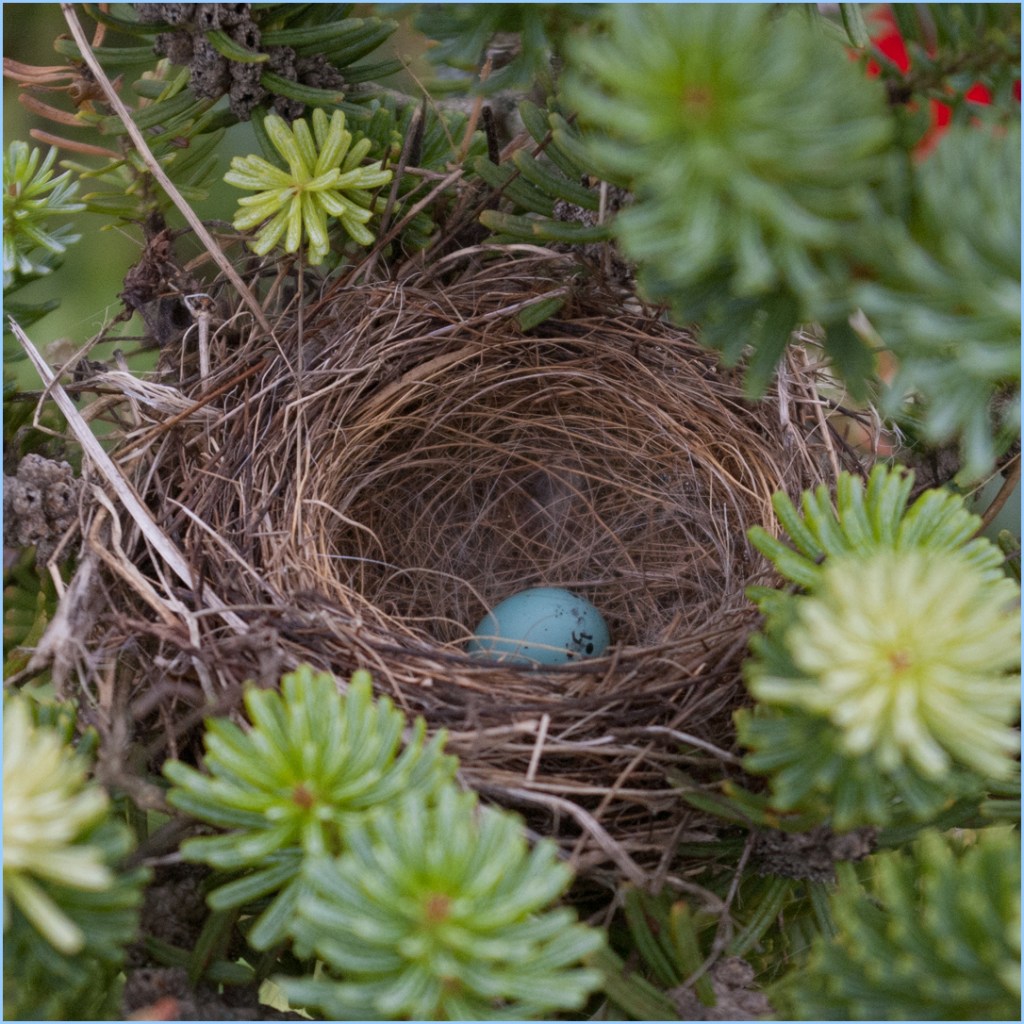 small bird's nest, nestled amidst a fir tree branch, with a small sky blue egg inside