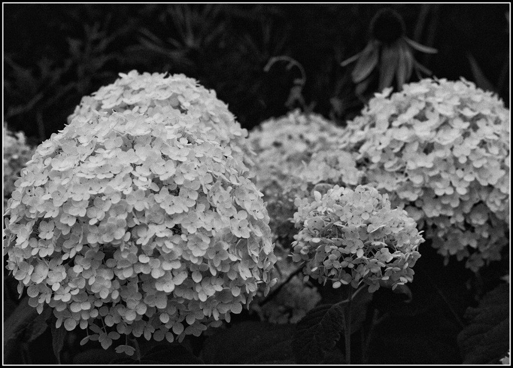 Black and white photo of large, white flowers from Annabelle Hydrangea