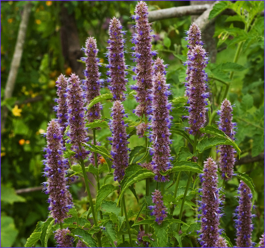 Wide shot of Agastache plant, with more than a dozen flower candles/stalks