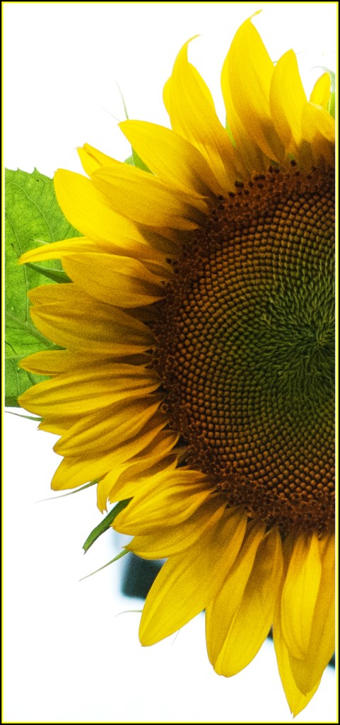Photo of a large  sunflower - the left half only, with a white background.