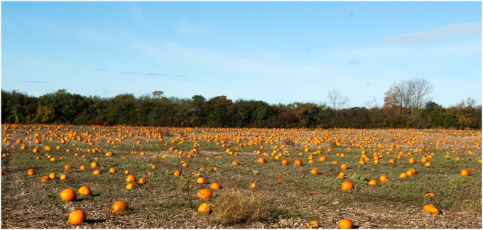 A field in the country with hundreds of pumpkins