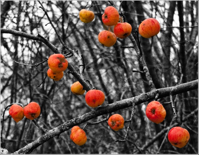 orangey-red apples (look like Gala) still hanging from branches of a desaturated apple tree