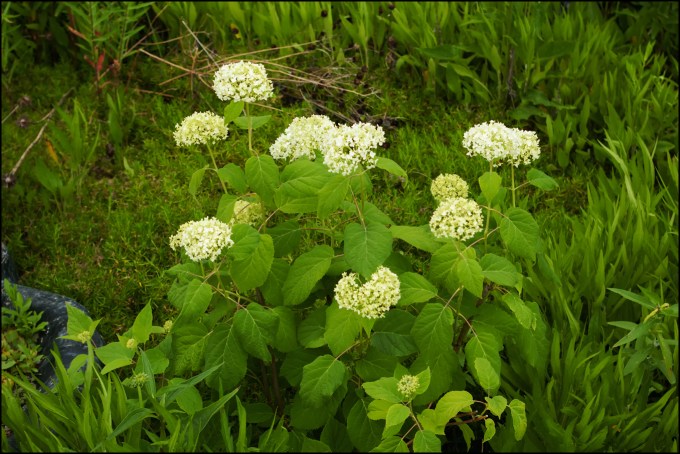 A small Annabelle Hydrangea with white mop-head flowers in full bloom.