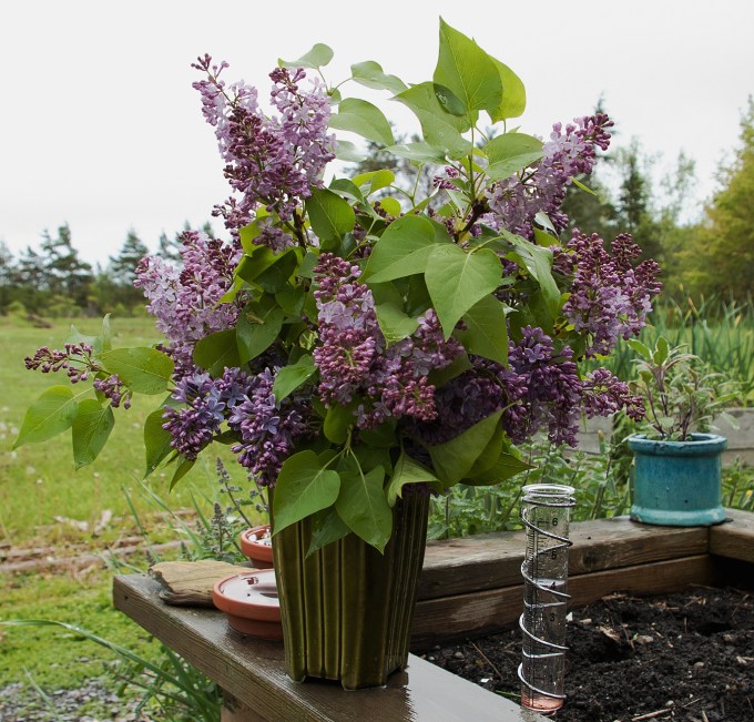Green ceramic vase full of mauve and purple lilacs